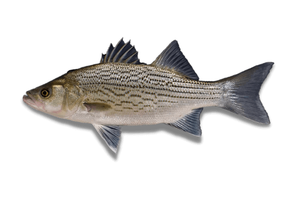 Stocking bass pond with 1000 CRAWFISH, Mega Bass Factory